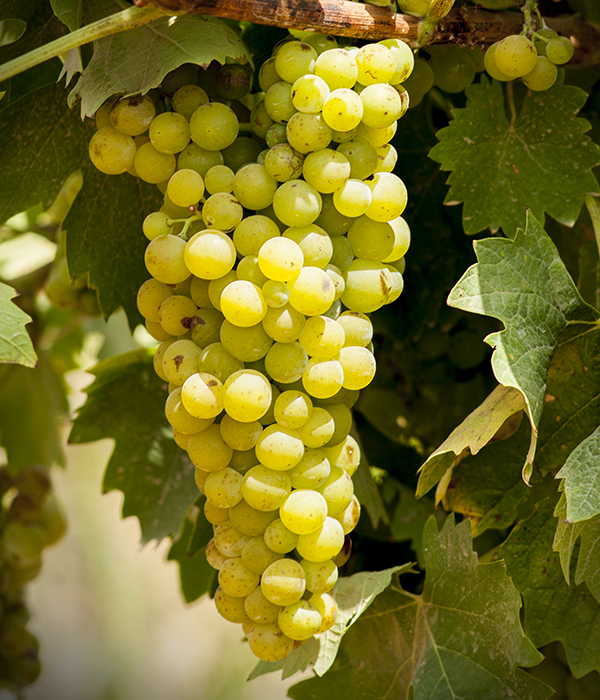 chardonnay-saint_george_wine-zumot_winery-jordan