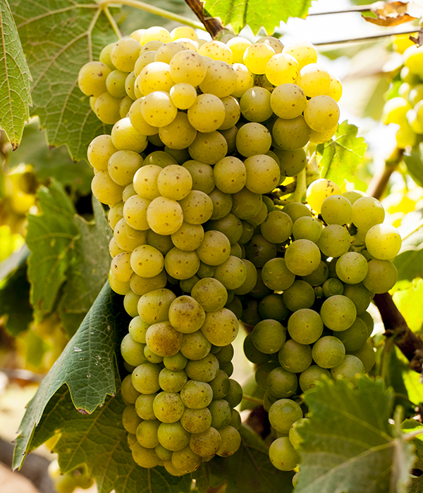 muscat-saint_george_wine-zumot_winery-jordan