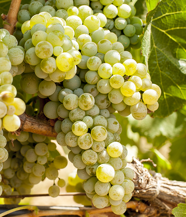 sauvignon_blanc-saint_george_wine-zumot_winery-jordan