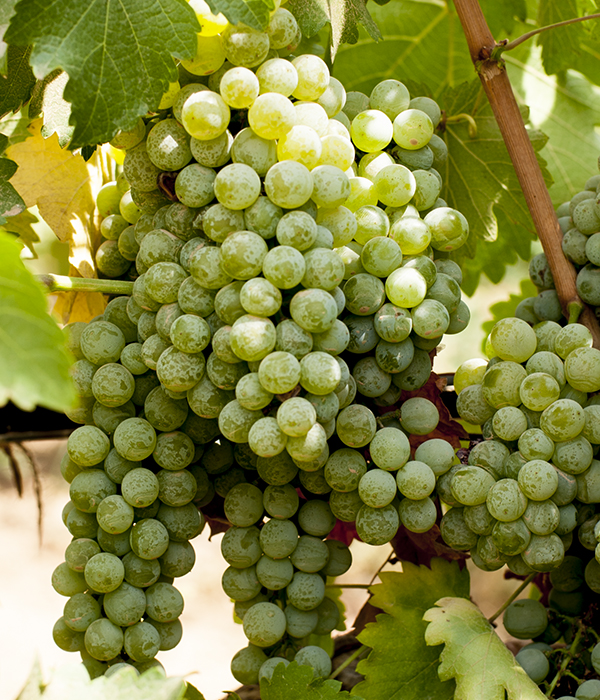 viognier-saint_george_wine-zumot_winery-jordan